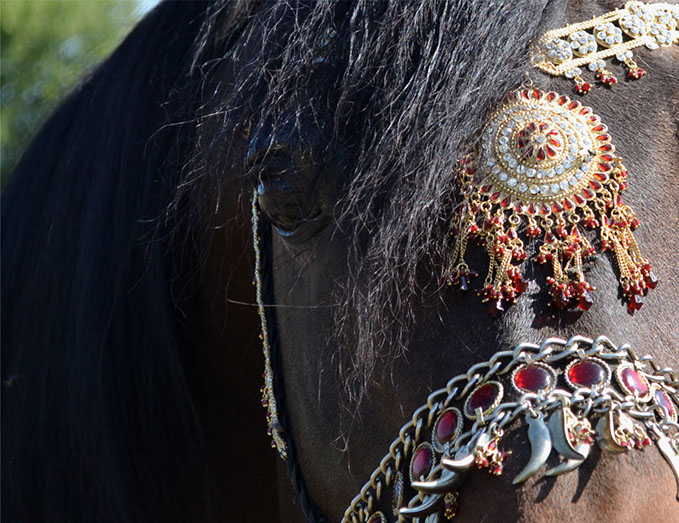 World Class Arabians for the U.S. and Export